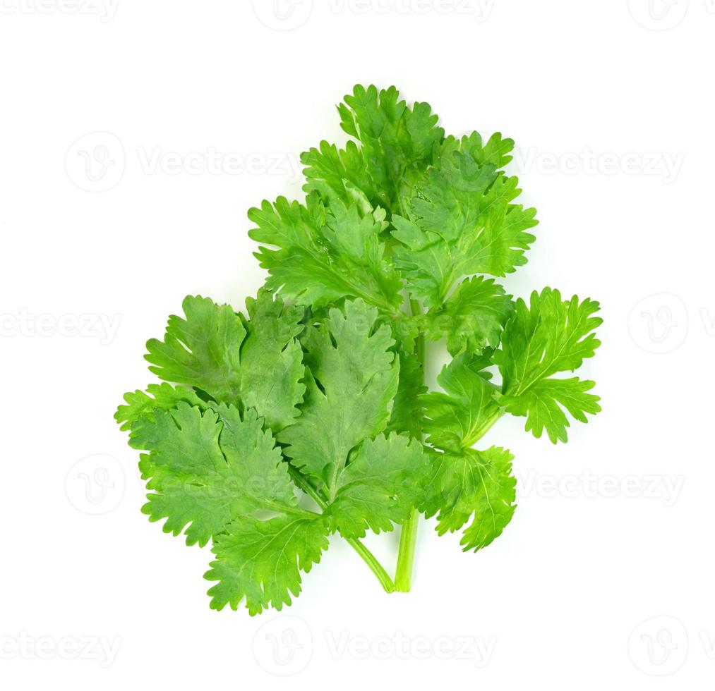 leaf Coriander or Cilantro isolated on white background ,Green leaves pattern photo