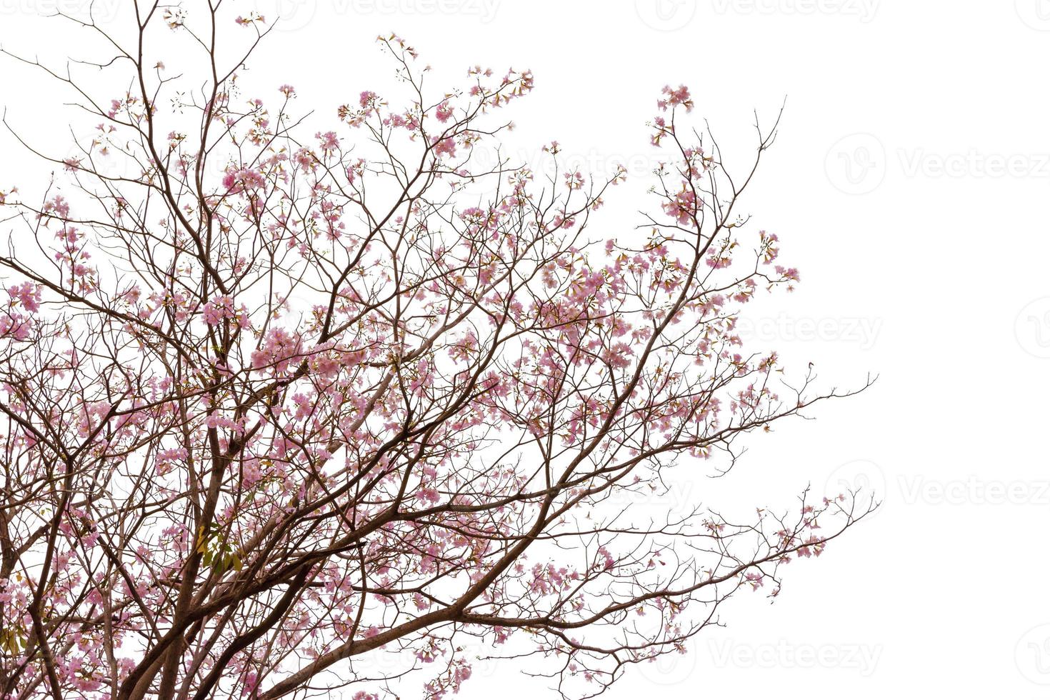 Pink trumpet tree or Tabebuia rosea isolated on white background photo