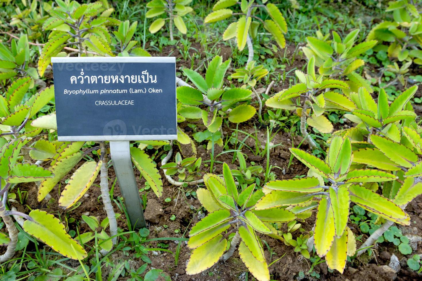 Bryophyllum pinnatum in garden,herb plant photo