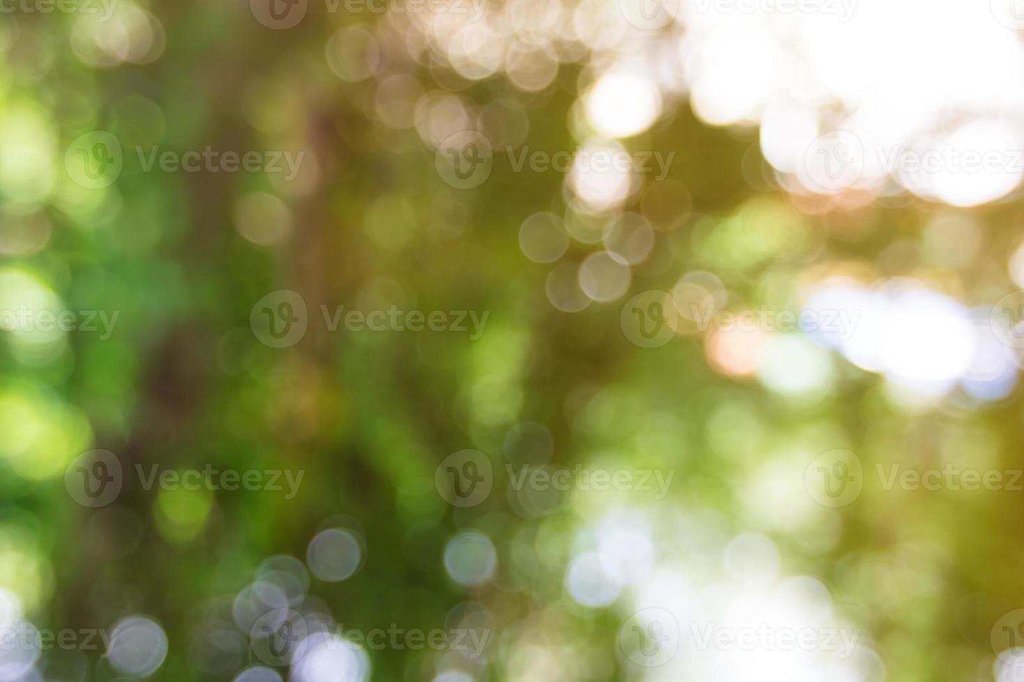 Natural bokeh blurred with morning sunlight photo