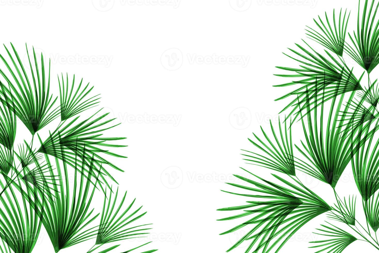 Green leaves pattern,leaf palm tree isolated on white background photo