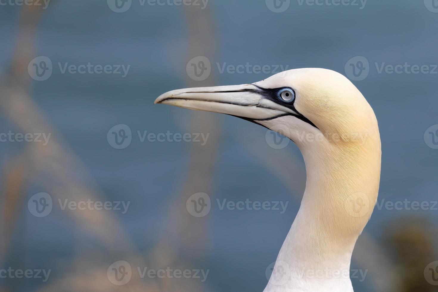 Gannet, Morus bassanus, at Bempton Cliffs in Yorkshire photo