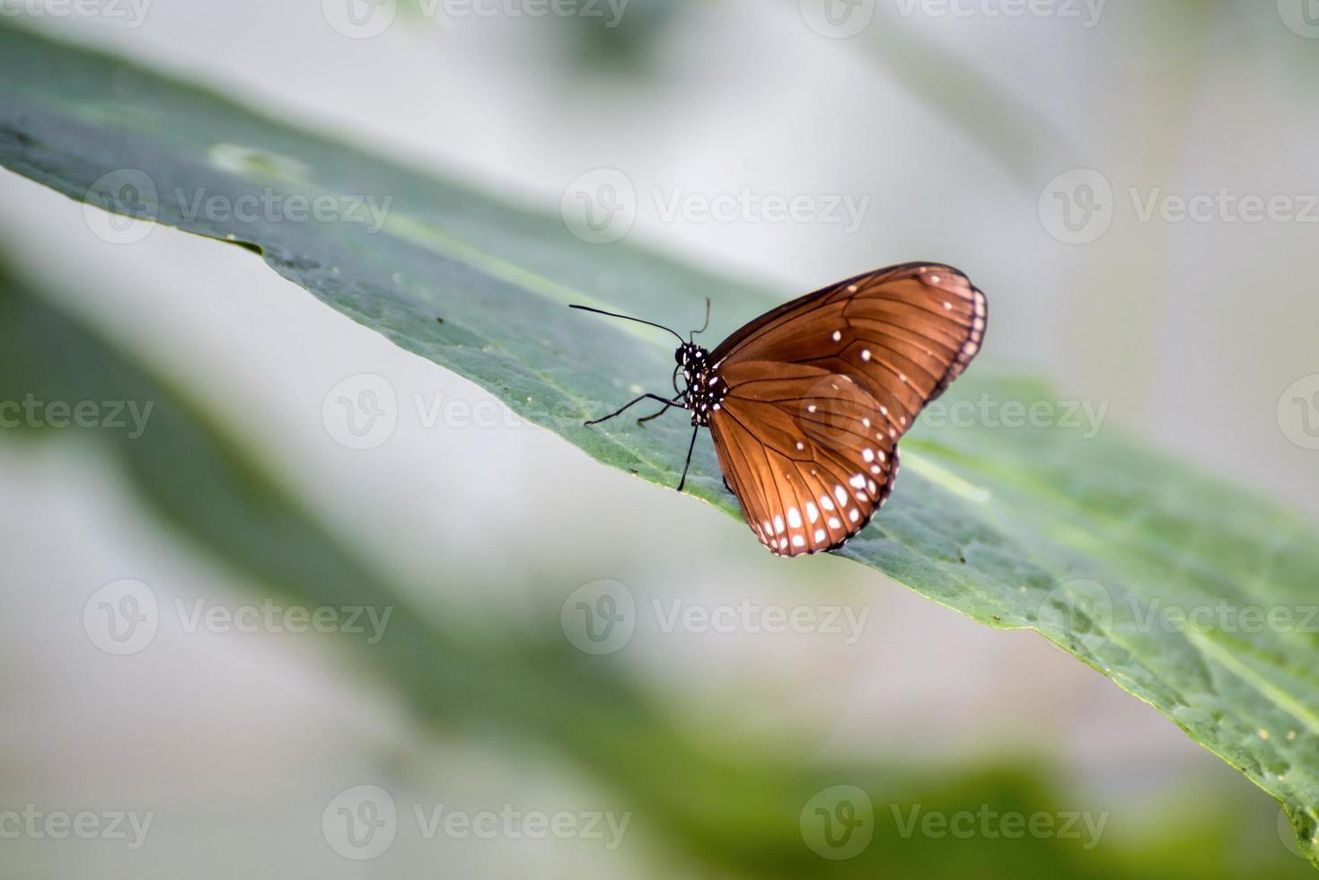 Common Crow Butterfly, Euploea core photo