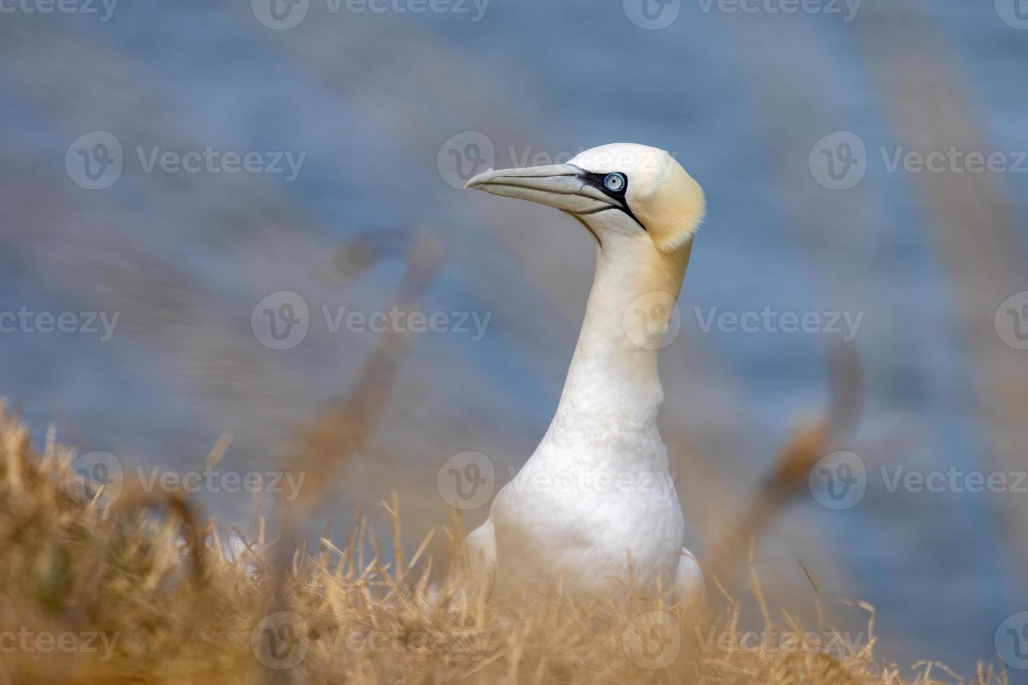 alcatraces, morus bassanus, en los acantilados de bempton en yorkshire foto