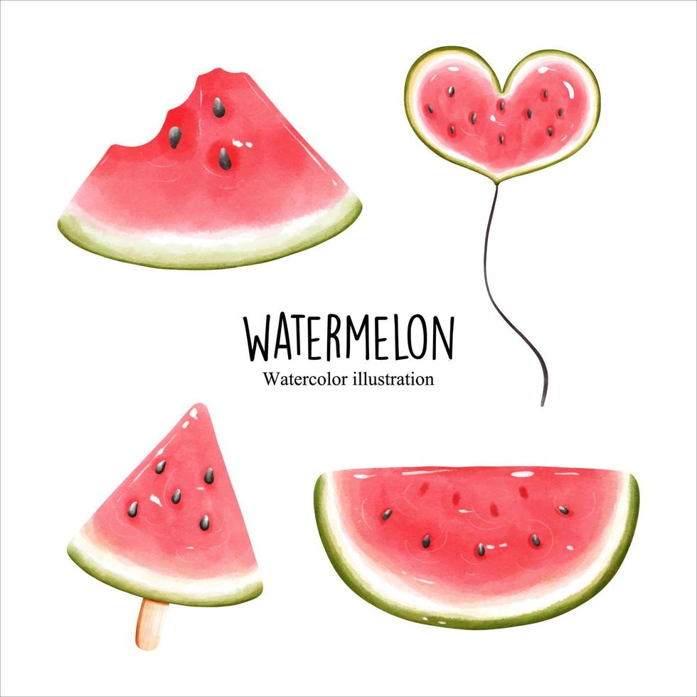 watercolor watermelon, fruit vector illustration