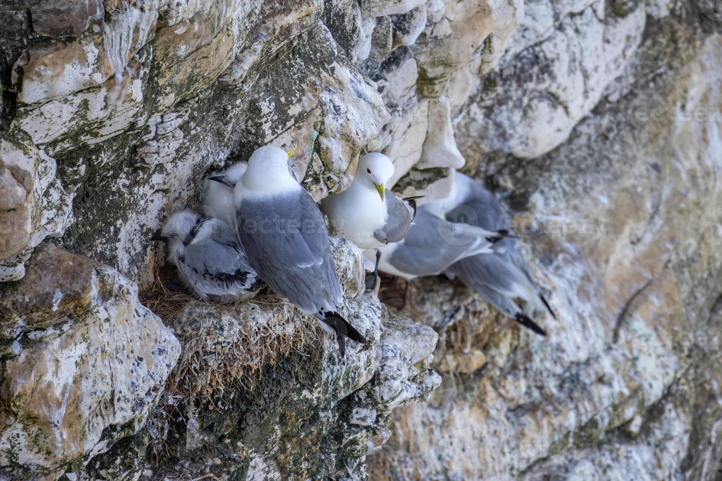Black-legged Kittiwake, Rissa tridactyla, nesting in the cliffs at Bempton in Yorkshire photo
