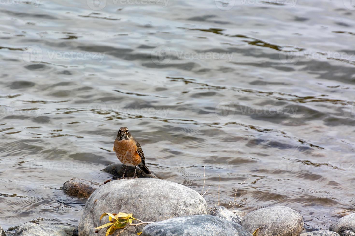 American Robin, Turdus migratorius, by the riverbank photo