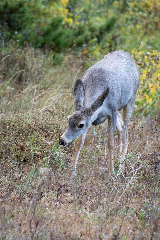 Mule Deer, Odocoileus hemionus, on alert in scrubland in Montana photo