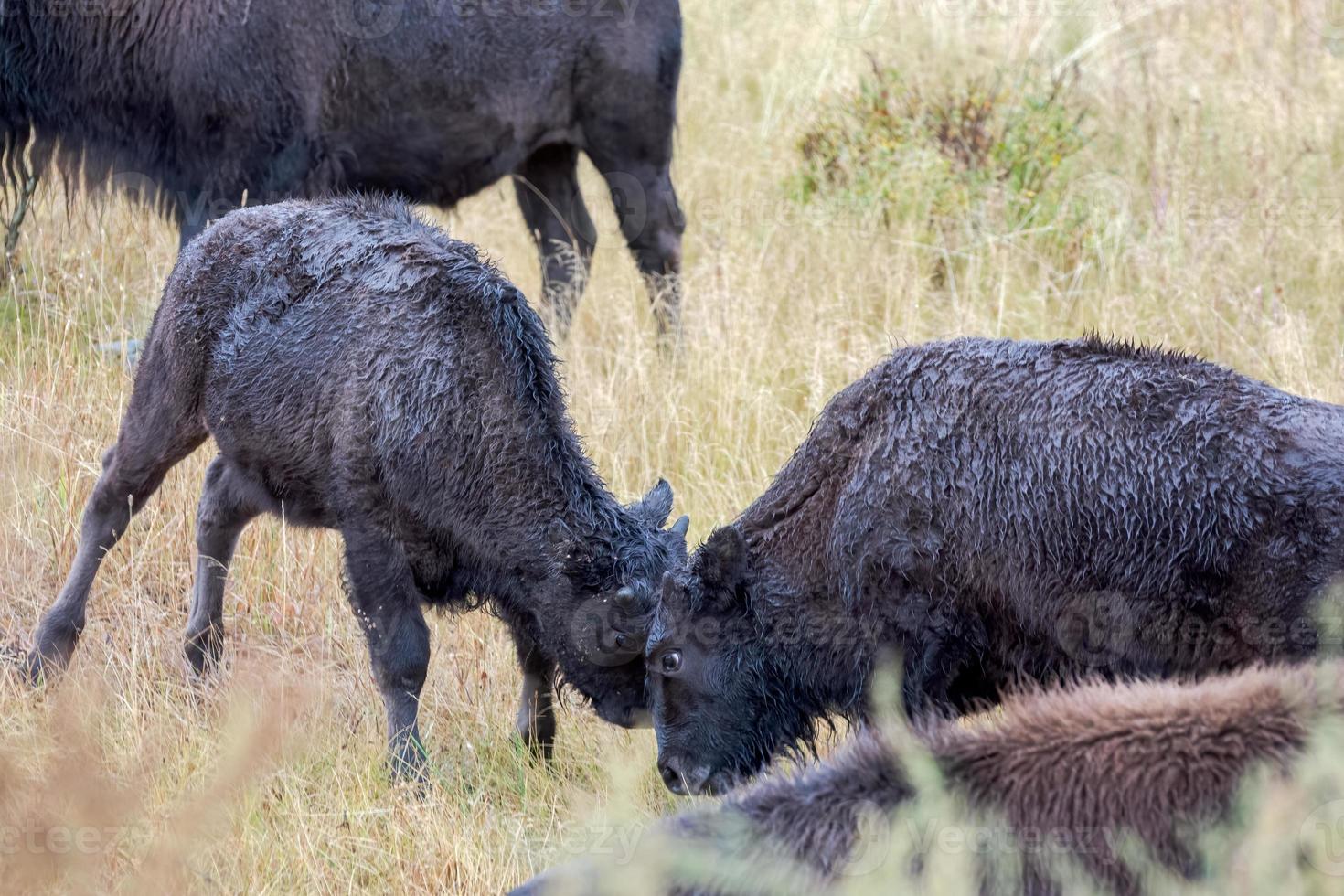 Young American Bison, Bison bison, play fighting in Yelowstone National