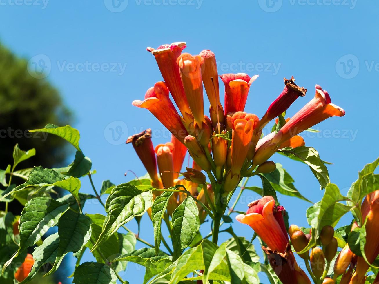 Orange Esperanza, Tecoma alata, flowering in an English garden photo