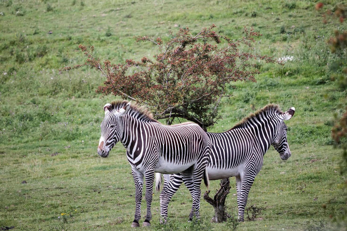 A pair Grevy's Zebra standing back to back photo
