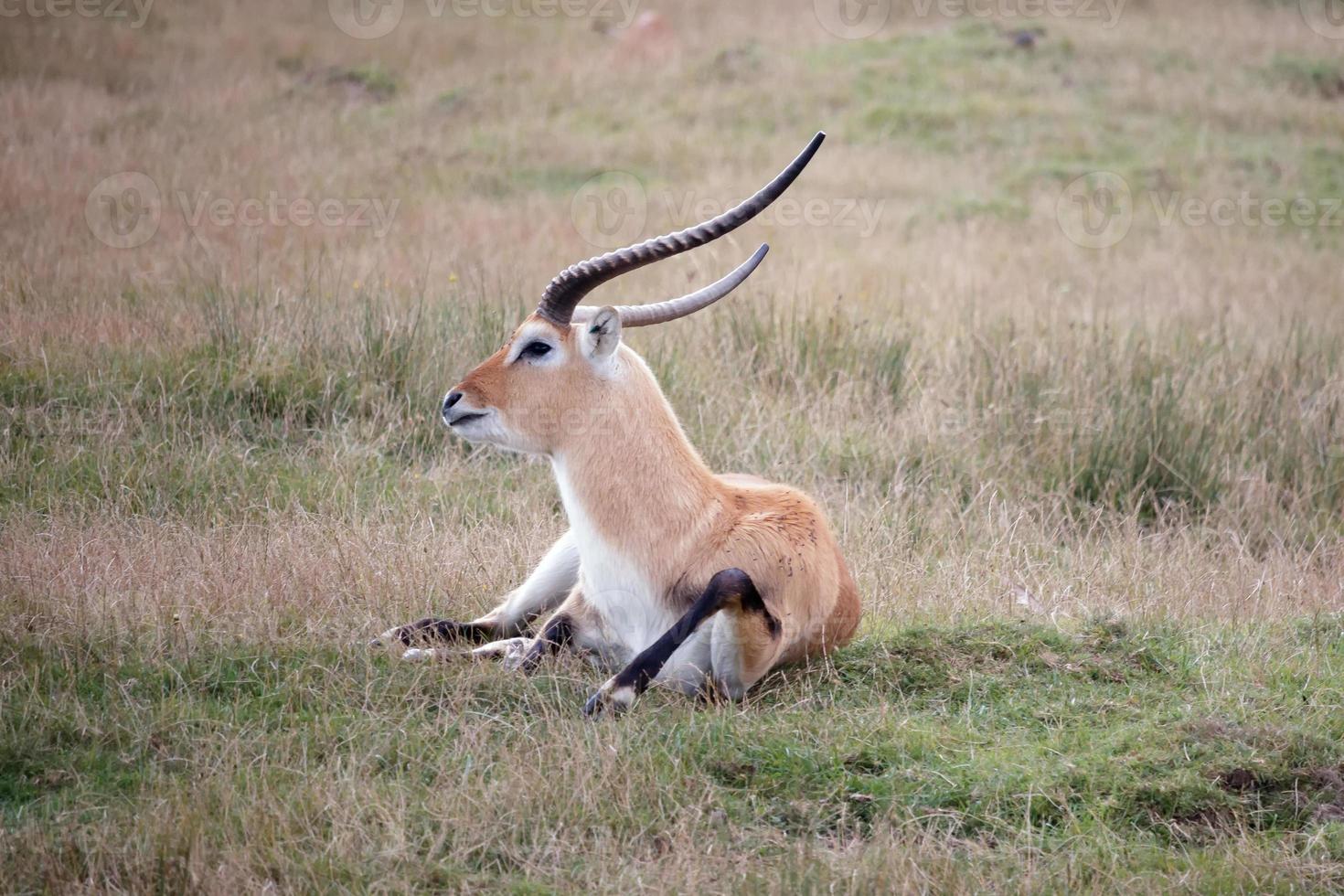 Red Lechwe Antelope laying in the grass photo