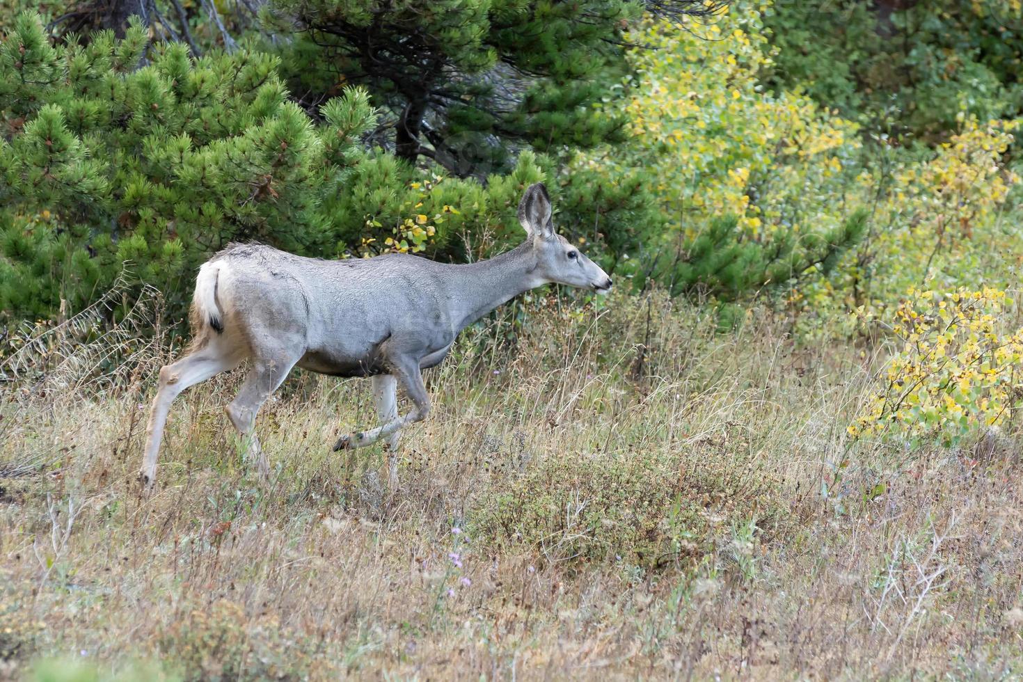 Mule Deer, Odocoileus hemionus,  running through the scrub in Montana photo