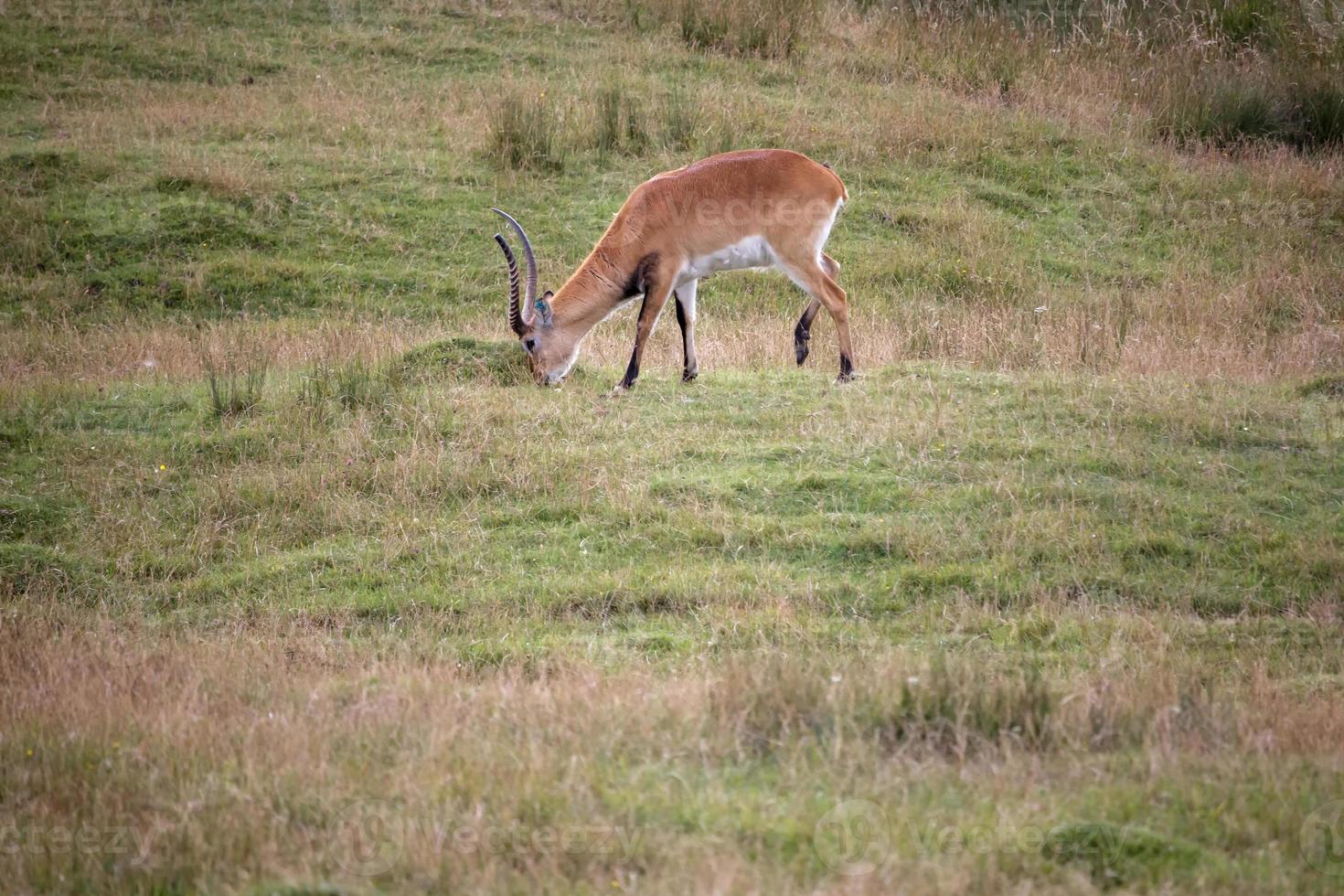 Red Lechwe Antelope grazing photo