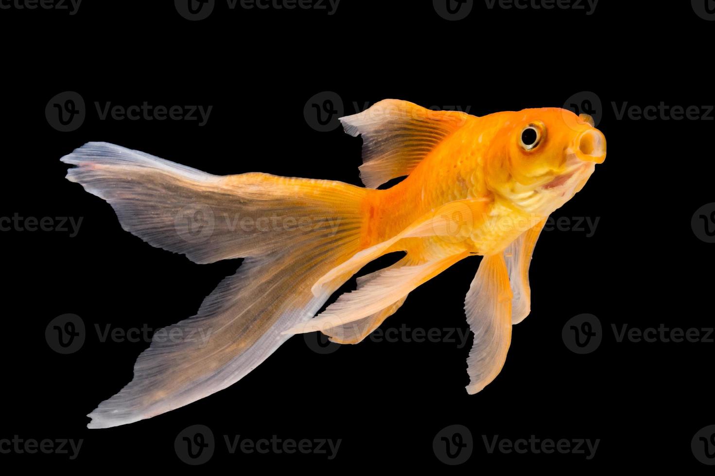 Goldfish isolated on black background photo