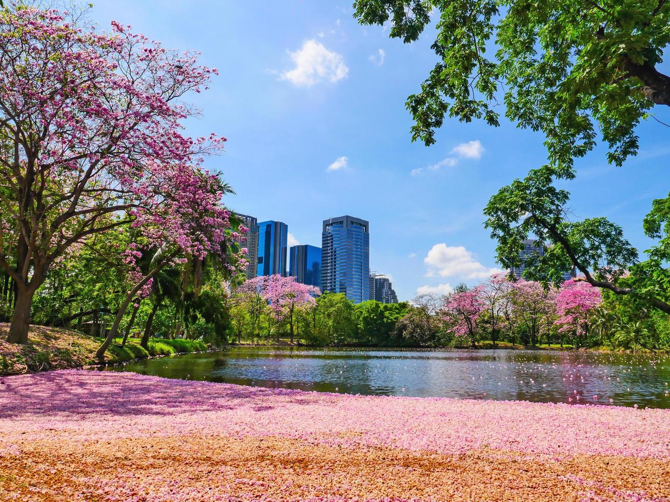 Flowers of pink trumpet trees are blossoming in Public park of Bangkok, Thailand photo