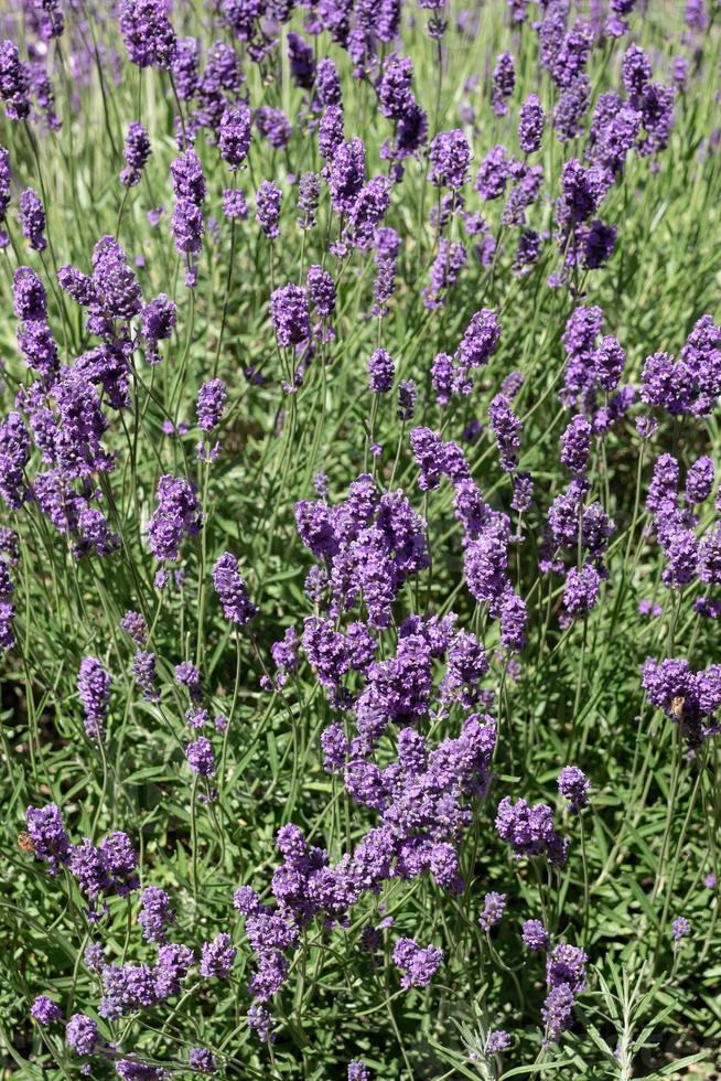 Lavender flowering in an English garden in summertime 10717879 Stock