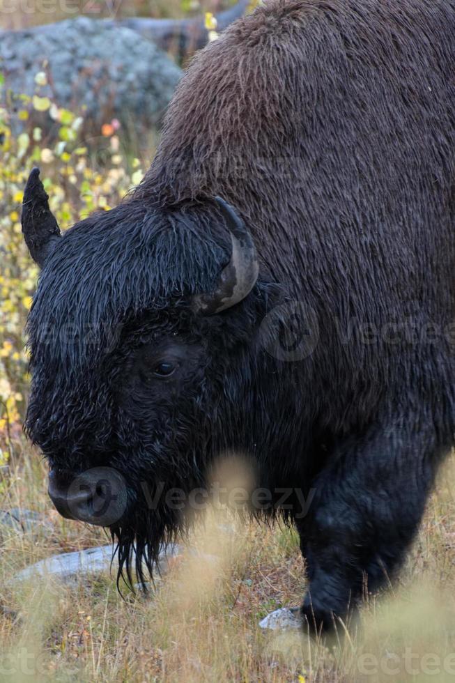 American Bison, Bison bison, in Yelowstone National Park photo