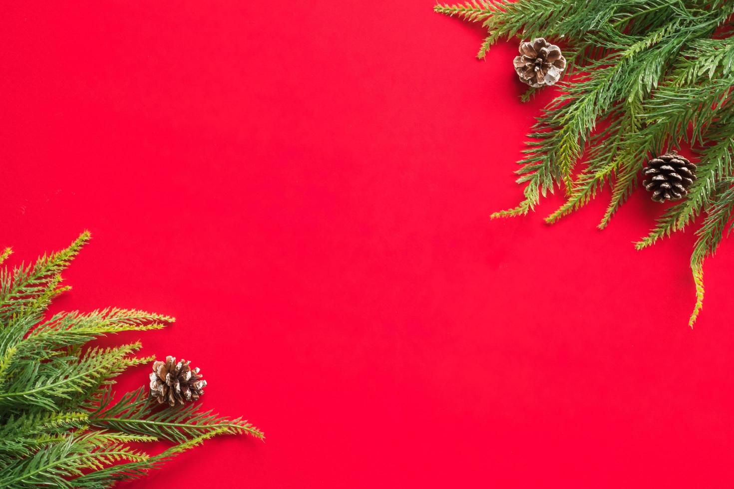 Christmas tree branches on red background. Free space for text photo