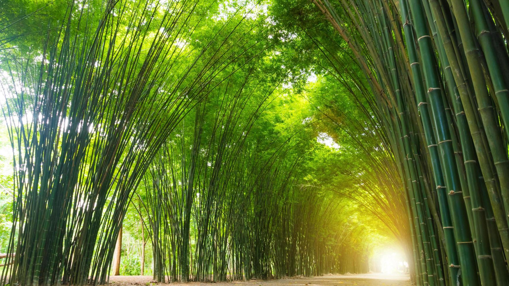 Tunnel bamboo tree with sunlight. photo