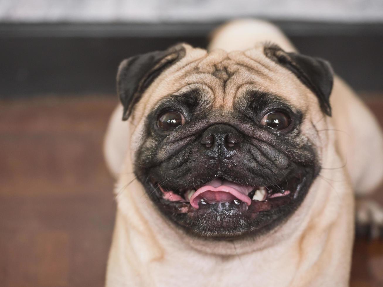 primer plano de adorable perro pug, 3 años, mirando a la cámara, enfoque suave foto