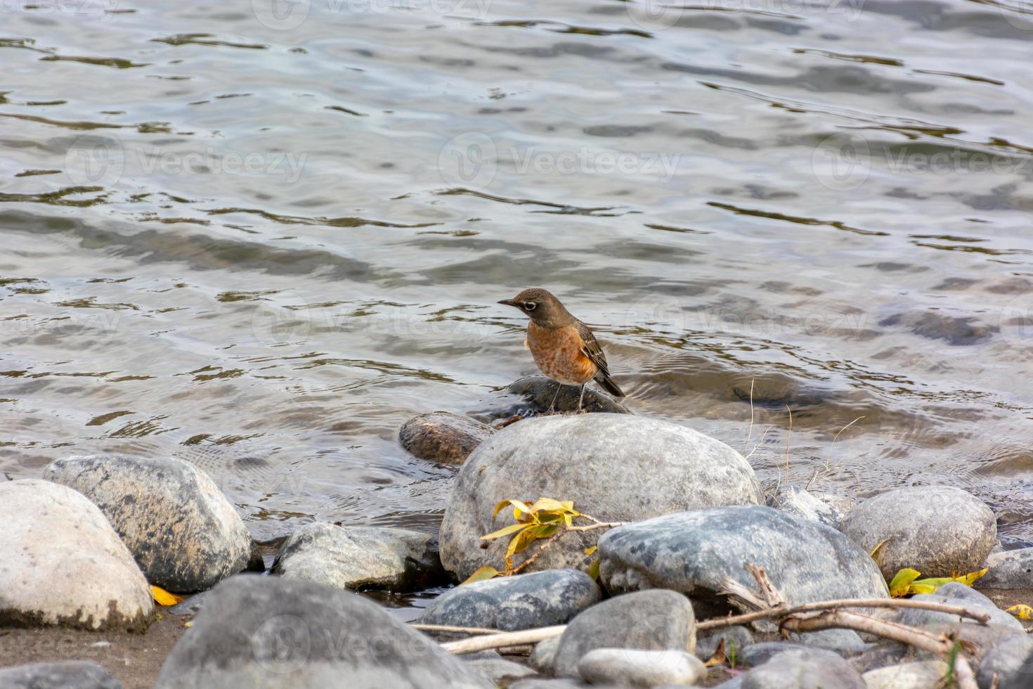 American Robin, Turdus migratorius, by the riverbank photo