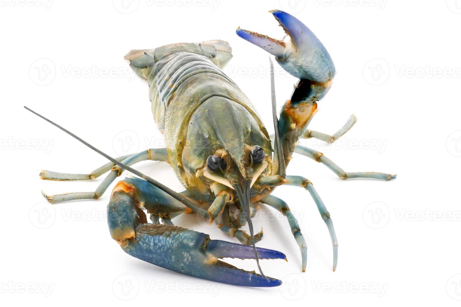 Crayfish or Freshwater lobster on a white background. photo