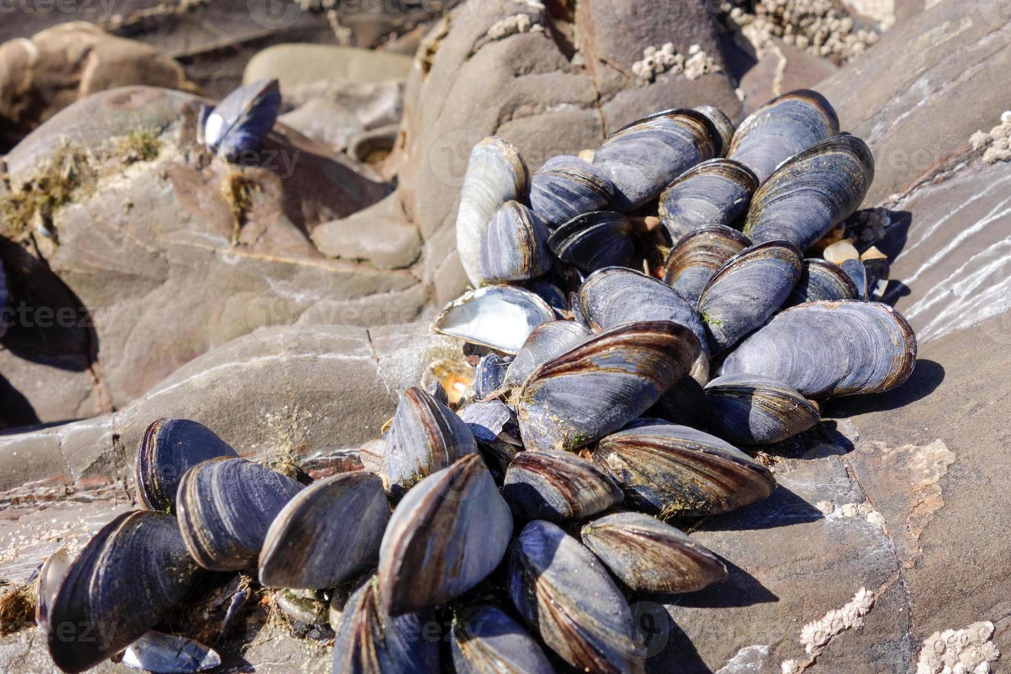 A cluster of Mussels 10718460 Stock Photo at Vecteezy