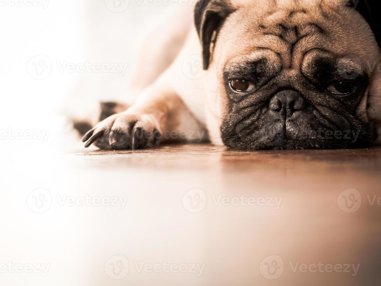 Close up of cute pug dog lying down on wooden floor at home. photo