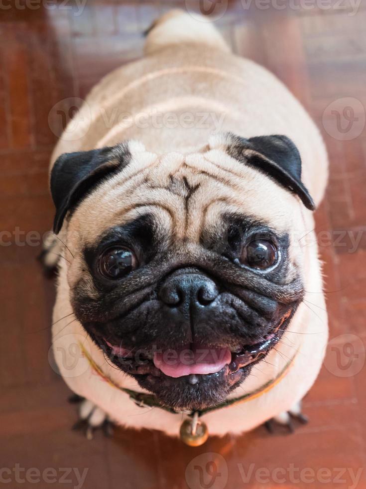 A pug dog sitting on the wooden floor. photo