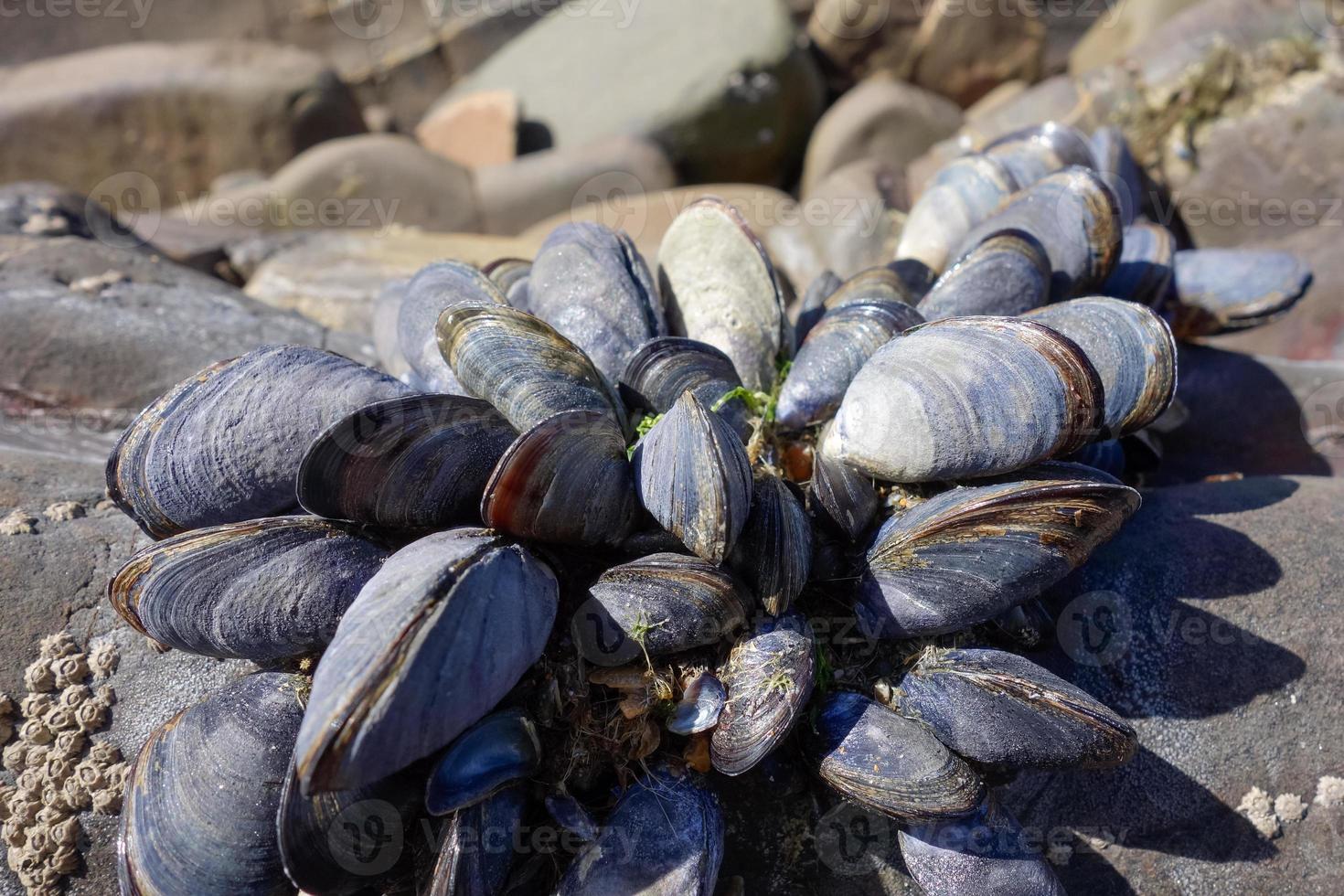 un racimo de mejillones foto