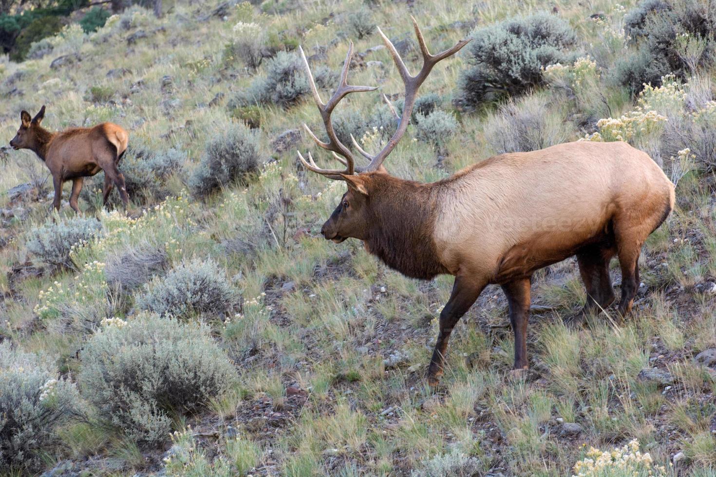 Elk or Wapiti, Cervus canadensis, walking through scrubland in Yellowstone photo