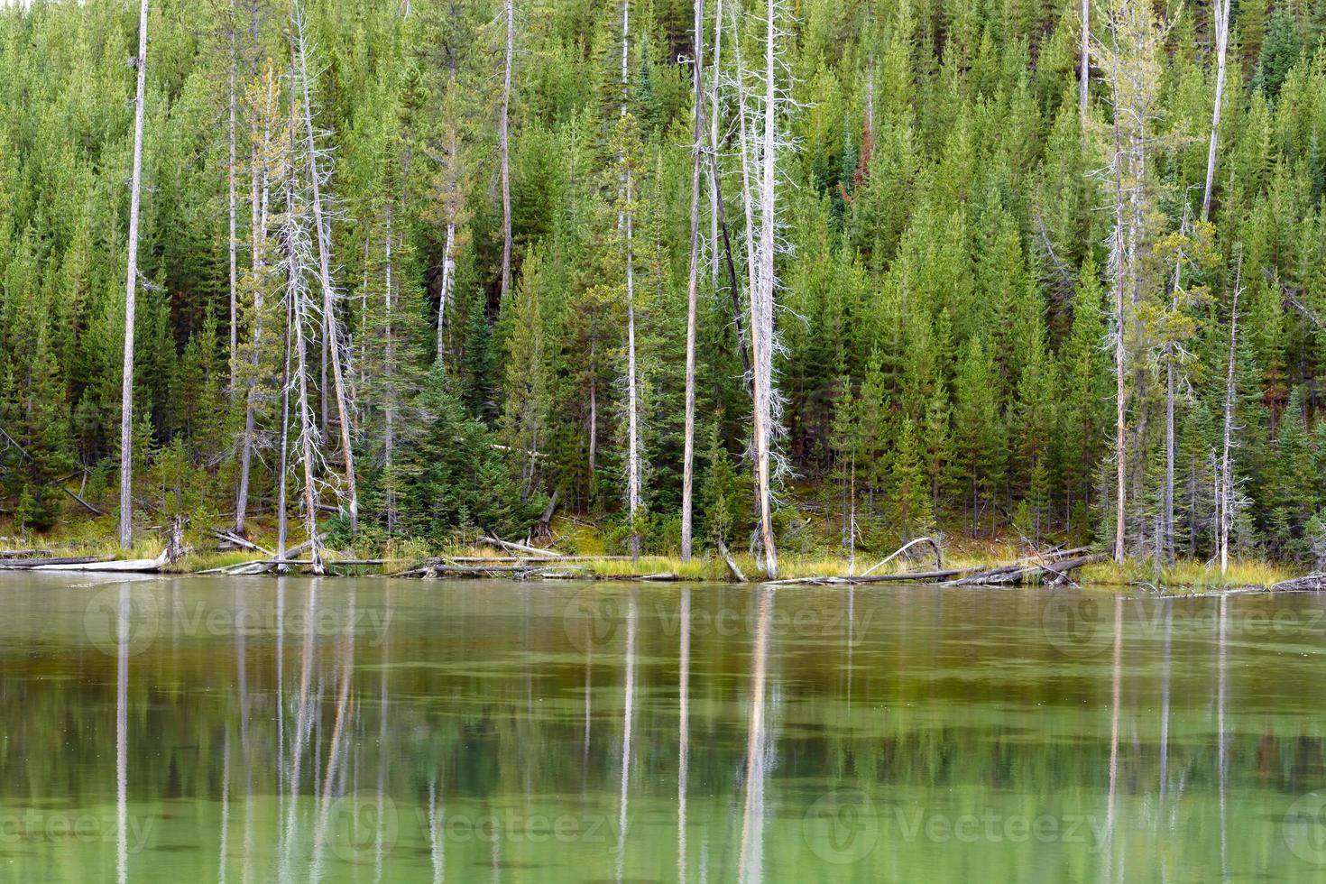 reflejos de algunos árboles muertos en un lago de piedra amarilla foto