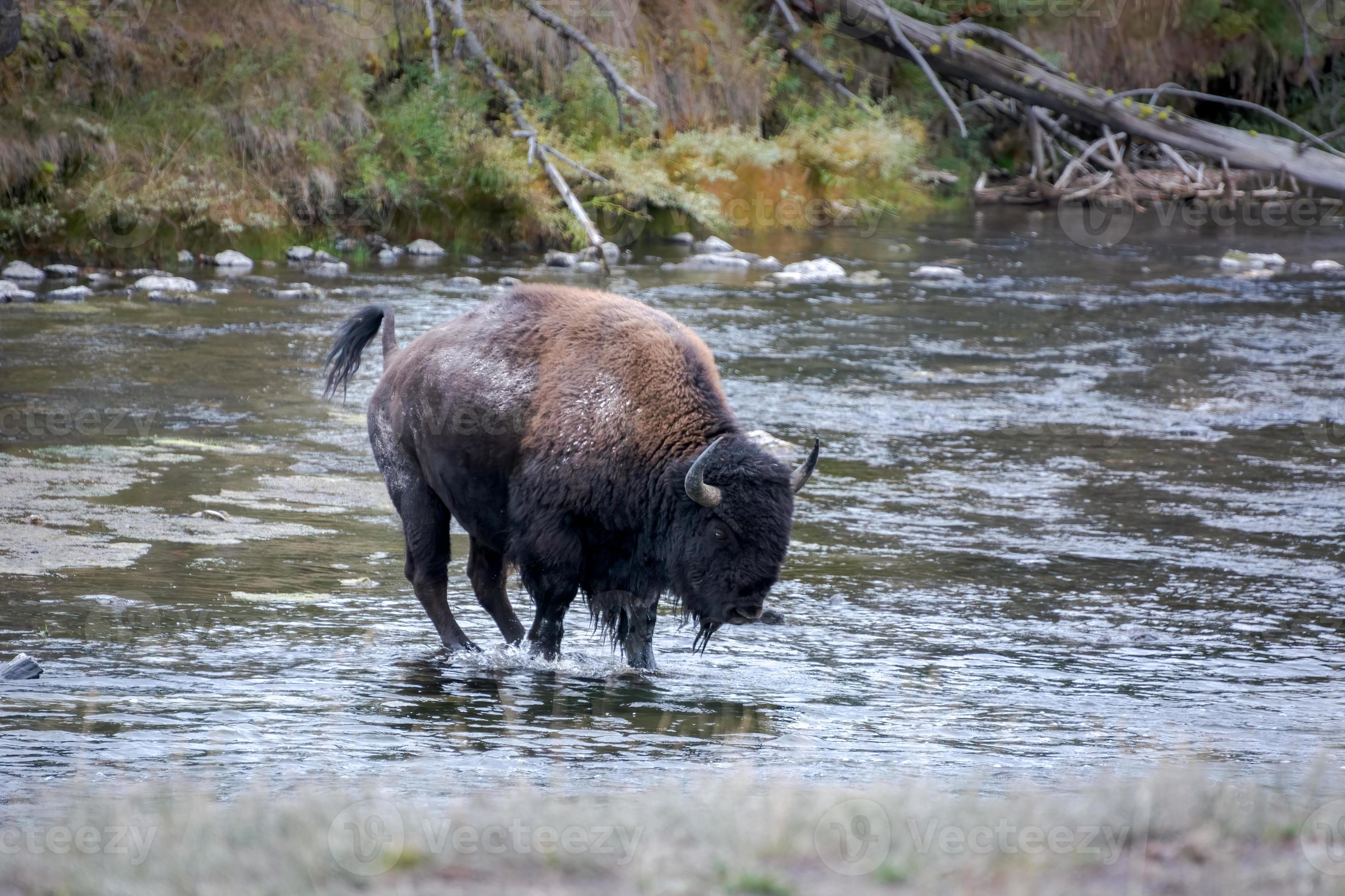 American bison crossing a river in Yellowstone National Park 10718940 ...