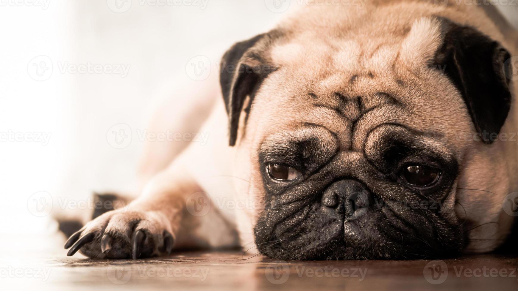 Close up of cute pug dog lying down on wooden floor at home. photo