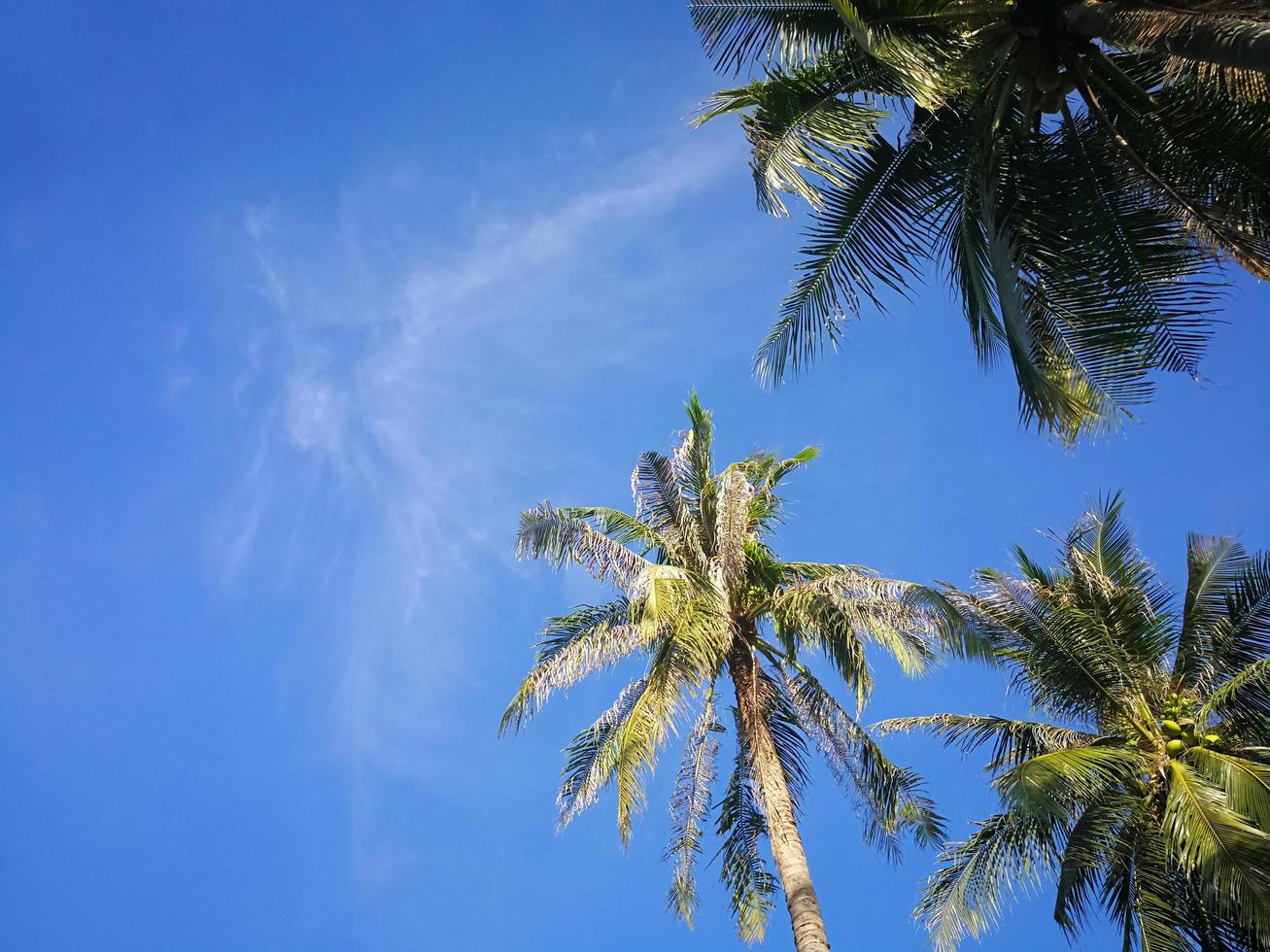 escena de la naturaleza de verano, plantas tropicales, palmeras de coco sobre fondo de cielo azul. foto