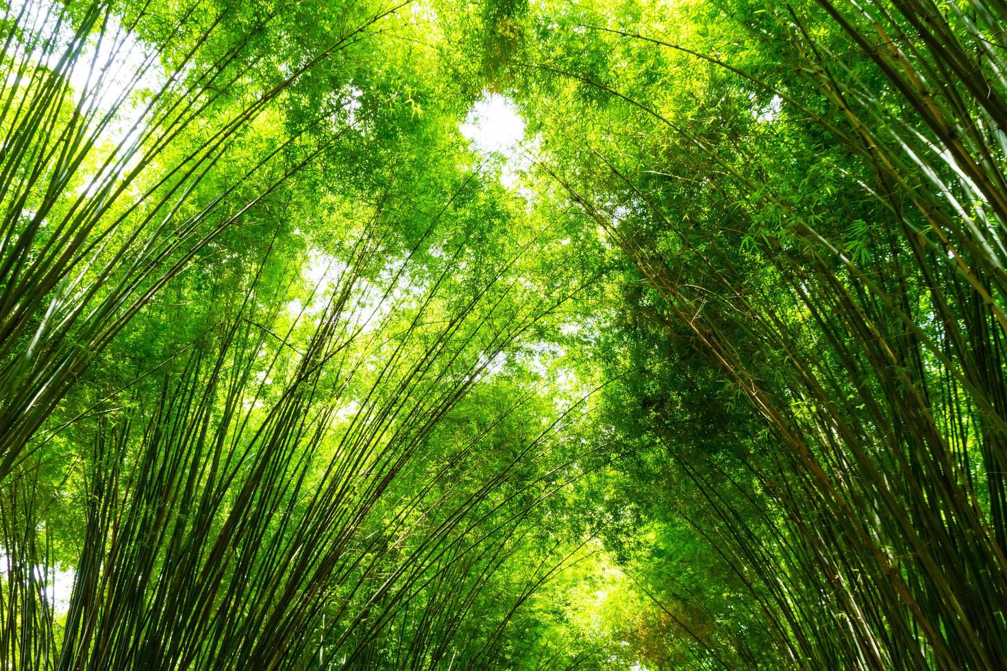 Bamboo forest Trees background. photo