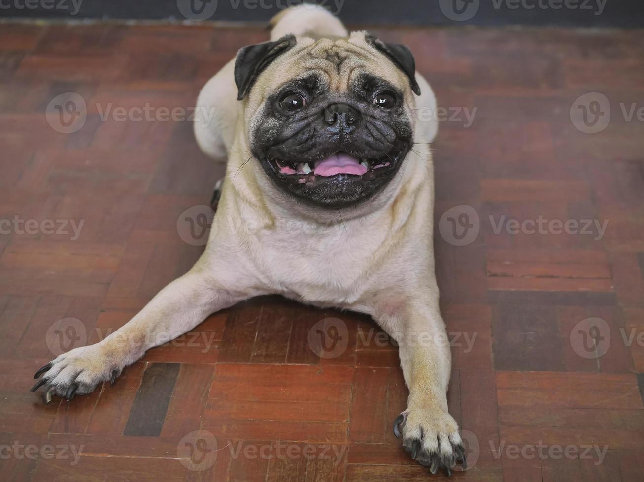 Adorable pug dog lying on floor at home, 3 year old. photo