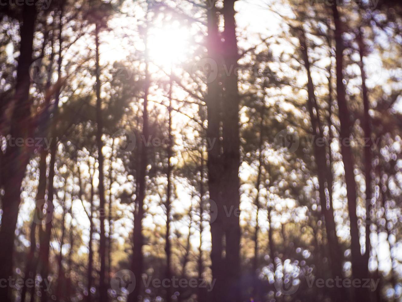 Blur nature background, Forest with sunlight at sunrise. photo