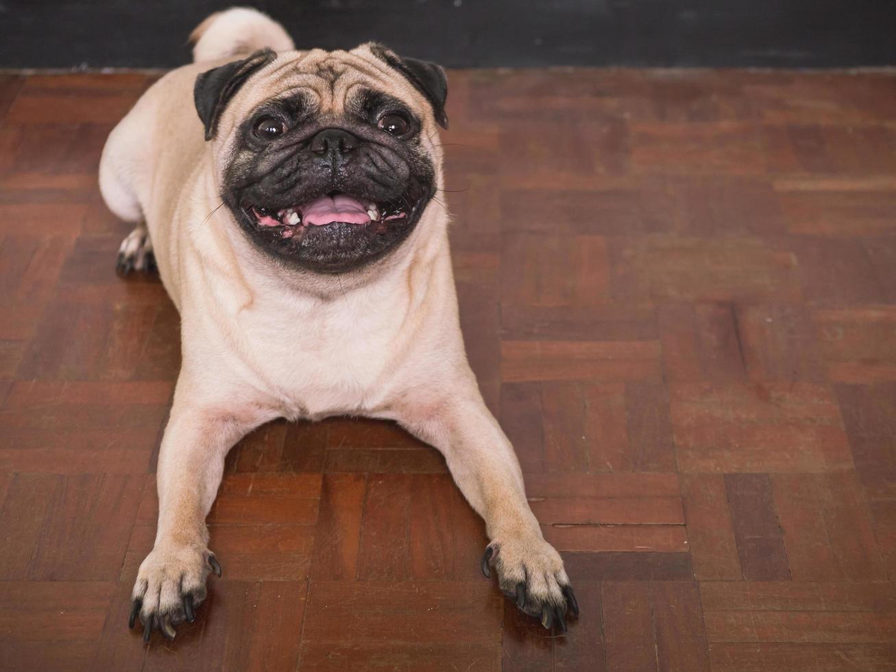 Adorable pug dog lying on floor at home, 3 year old, looking at the camera photo