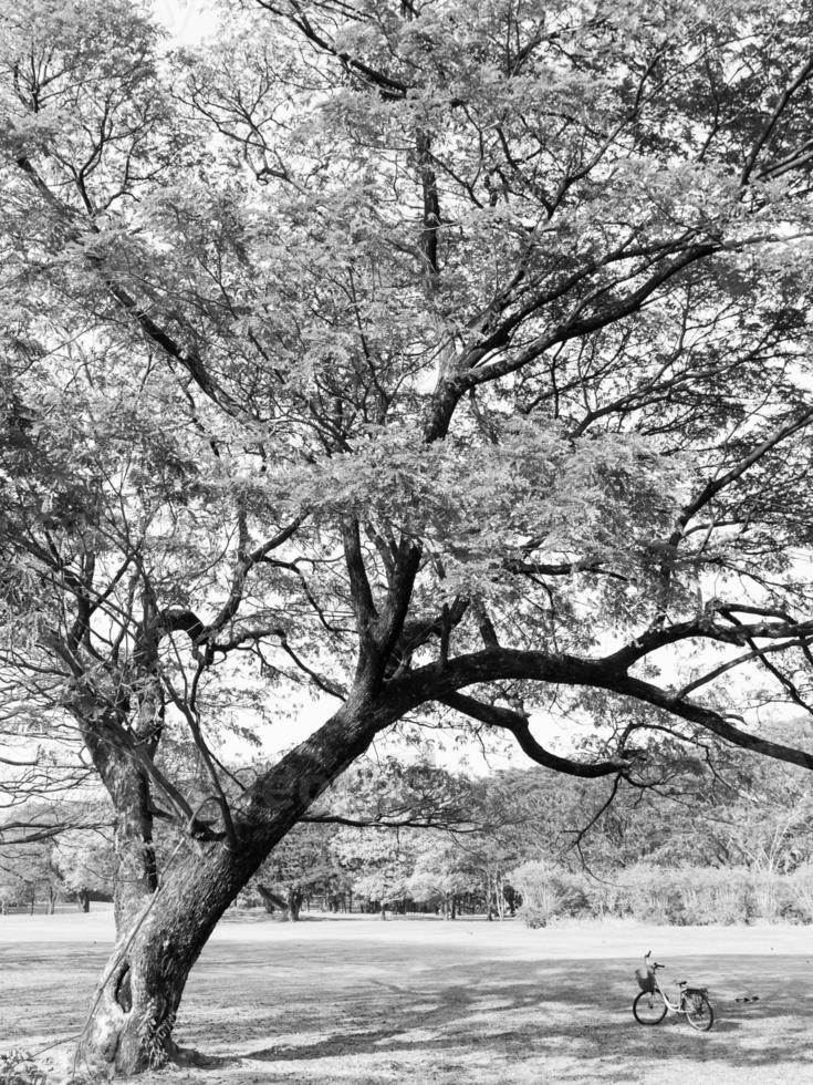 Black and white landscape image of Big tree with a bicycle in the park photo