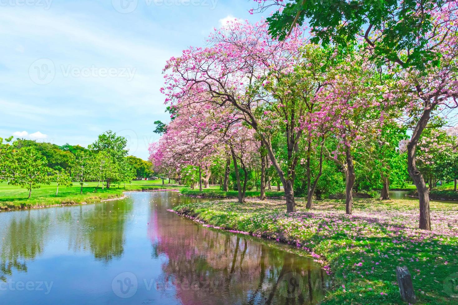 flores de trompetas rosas están floreciendo en el parque público de bangkok, tailandia foto