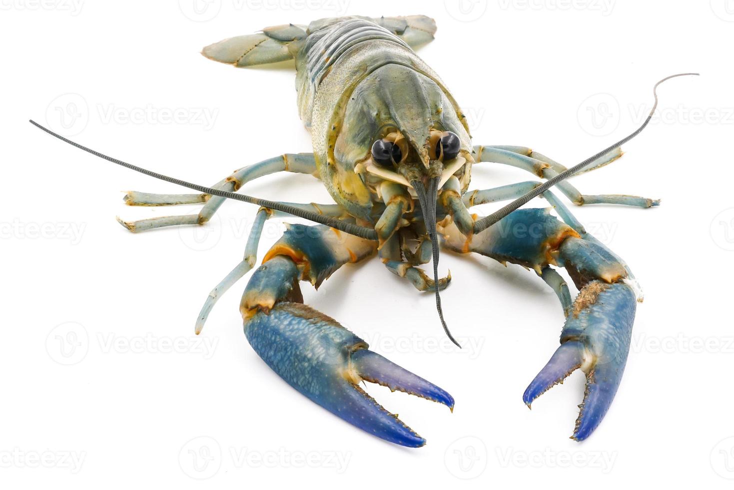 Crayfish or Freshwater lobster on a white background. photo