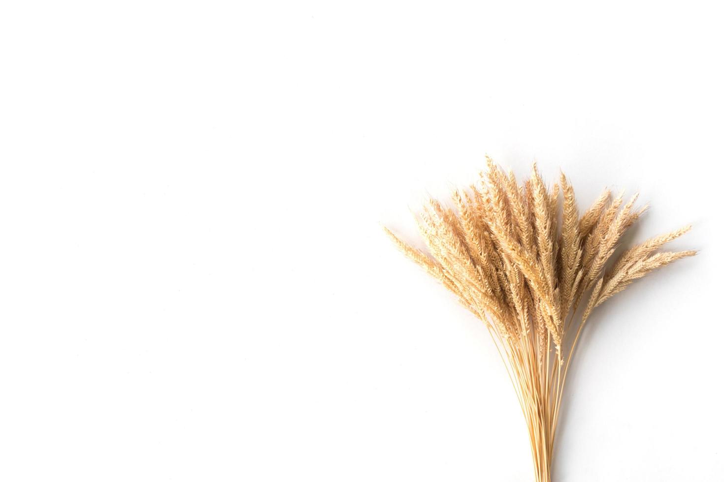 Ear of rice on a white background, free space for text photo