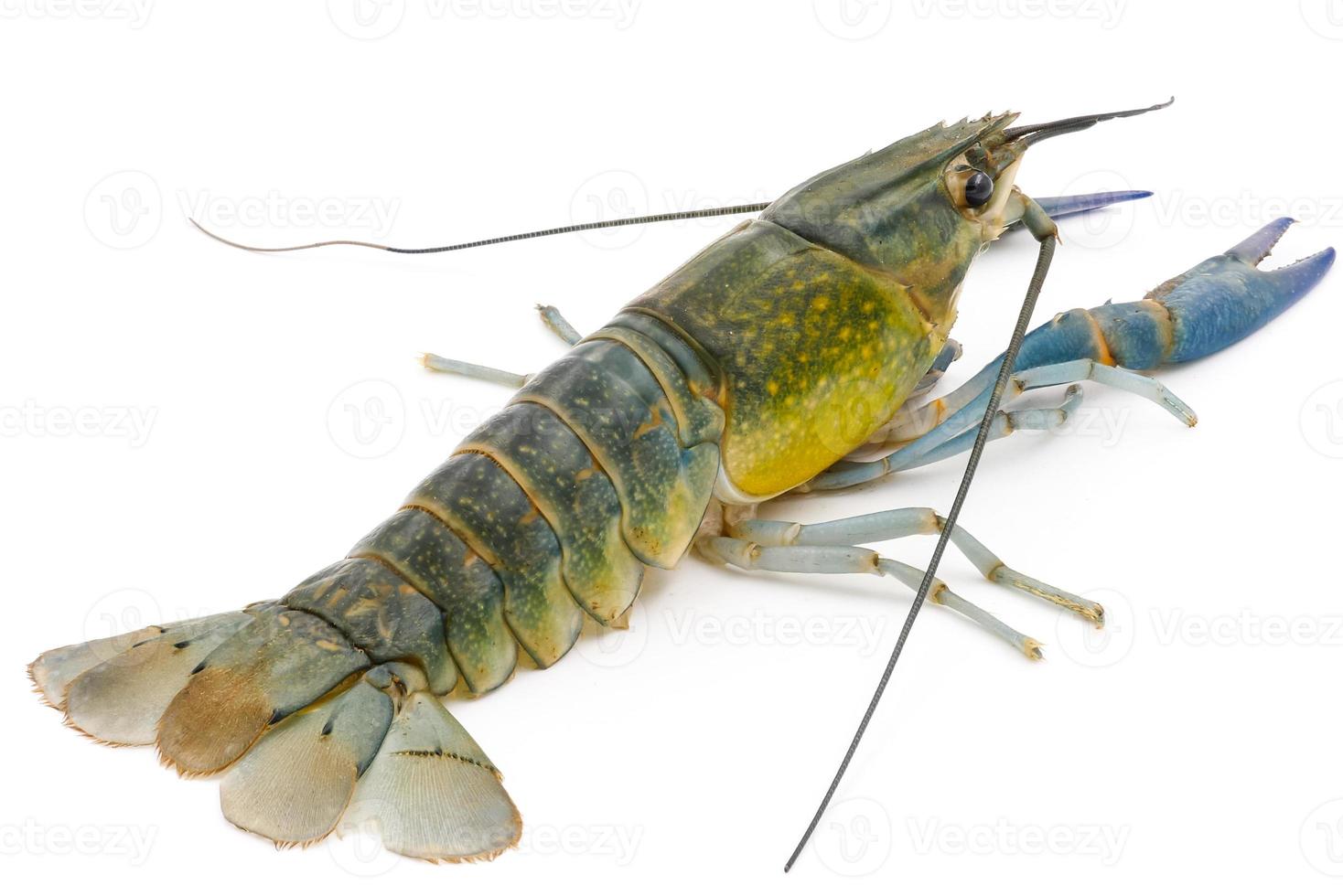 Crayfish or Freshwater lobster on a white background. photo