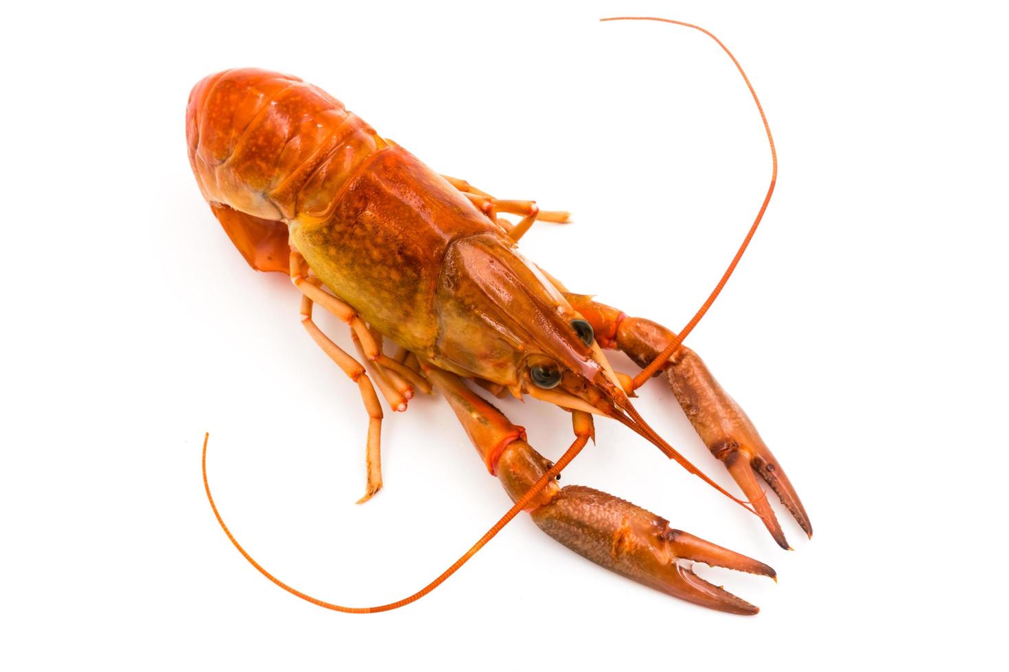 Boiled Crayfish or Freshwater lobster on a white background. photo