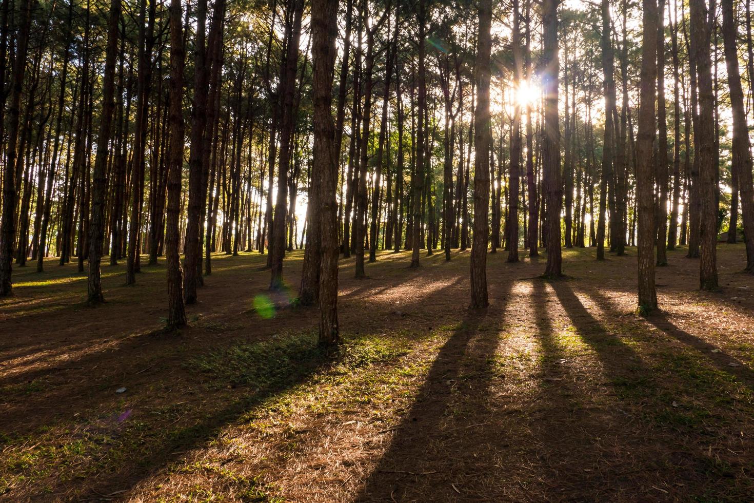 bosque de pinos con luz solar y sombras al amanecer. foto