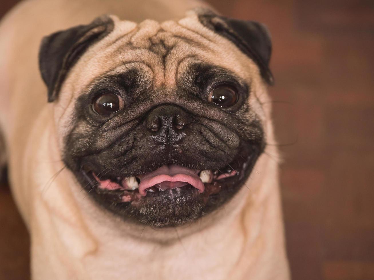 primer plano de un adorable perro pug, de 3 años, mirando la cámara foto