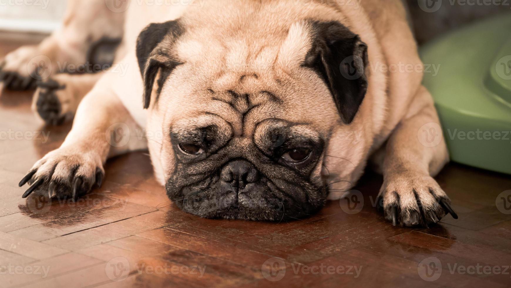 Close up of cute pug dog sleeping on wooden floor at home. photo