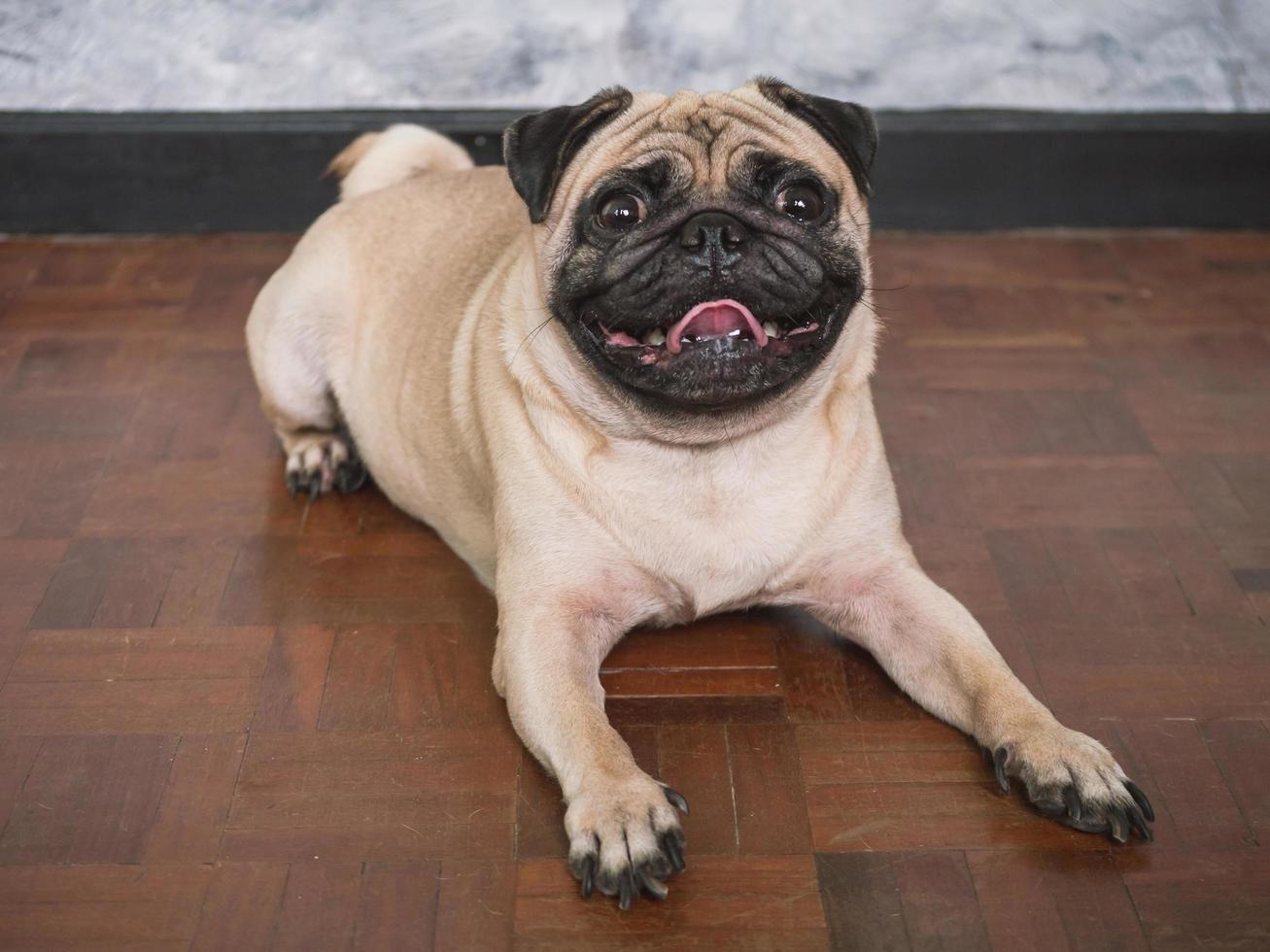 Adorable pug dog lying on floor at home, 3 year old, looking at the camera photo